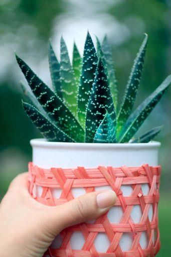 Plante d'aloe vera pour la santé et la beauté naturelle