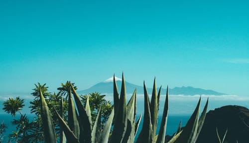 Image illustrant les bienfaits de l'aloe vera pour la santé et la beauté naturelle