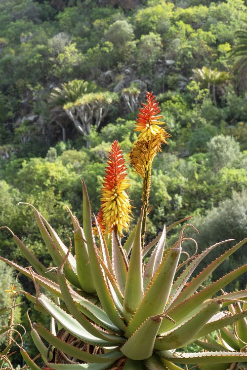 les bienfaits aloe vera