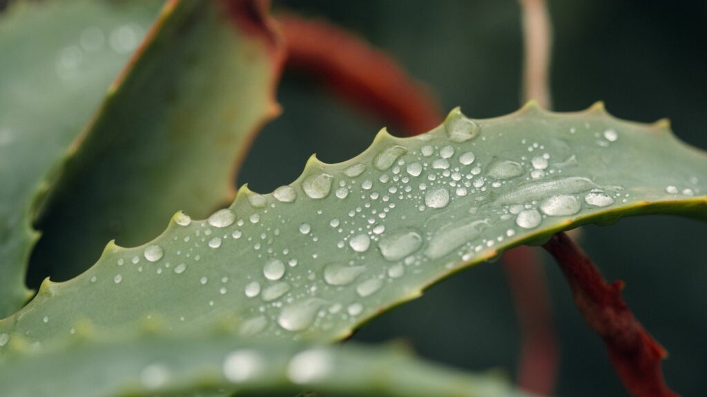 aloe vera toxique peau, aloe vera toxique