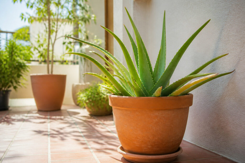 Savoir prendre soin de son aloe vera en pot