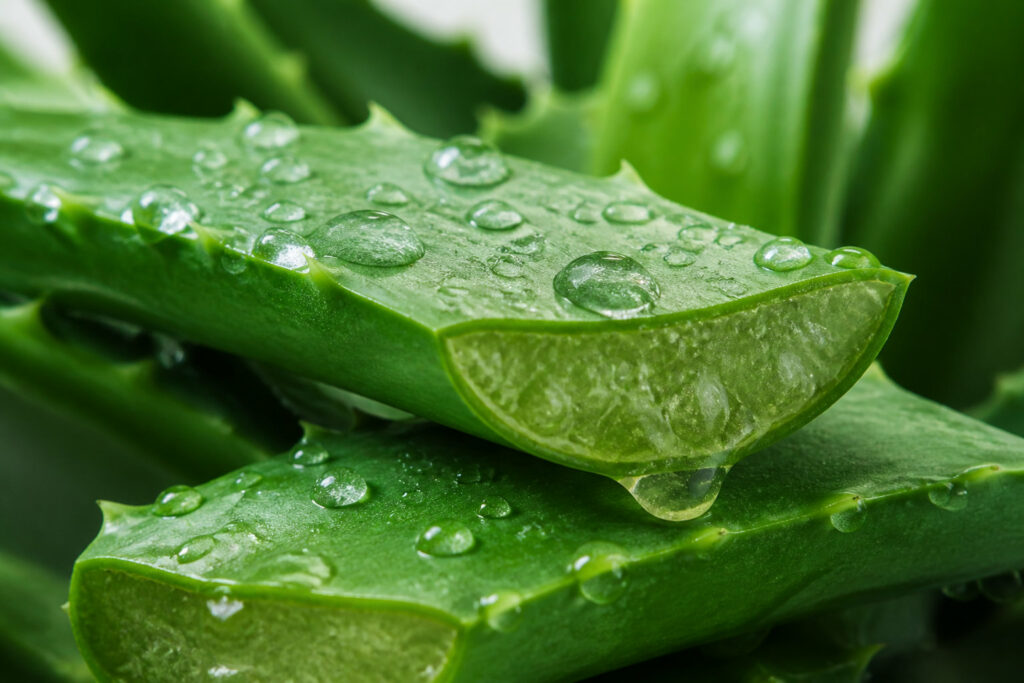 Gros plan sur une feuille d'aloe vera fraichement coupée, l'ingrédient phare des produits Forever Living