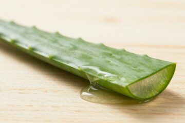 Feuille d'aloe vera coupée révélant son gel cicatrisant naturel