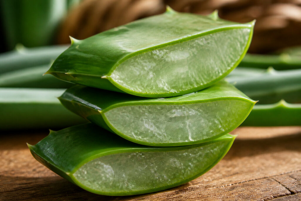 feuille d'aloe vera tranchée montrant son mucilage (gel intérieur)
